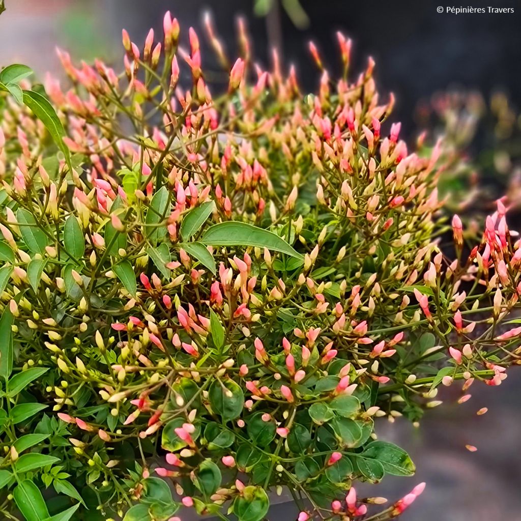 Jasminum Starry Night - Jasmijn