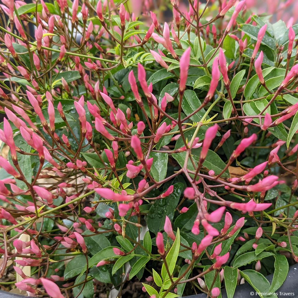 Jasminum Starry Night - Jasmijn