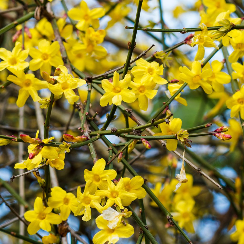 Jasminum nudiflorum - Winterjasmijn