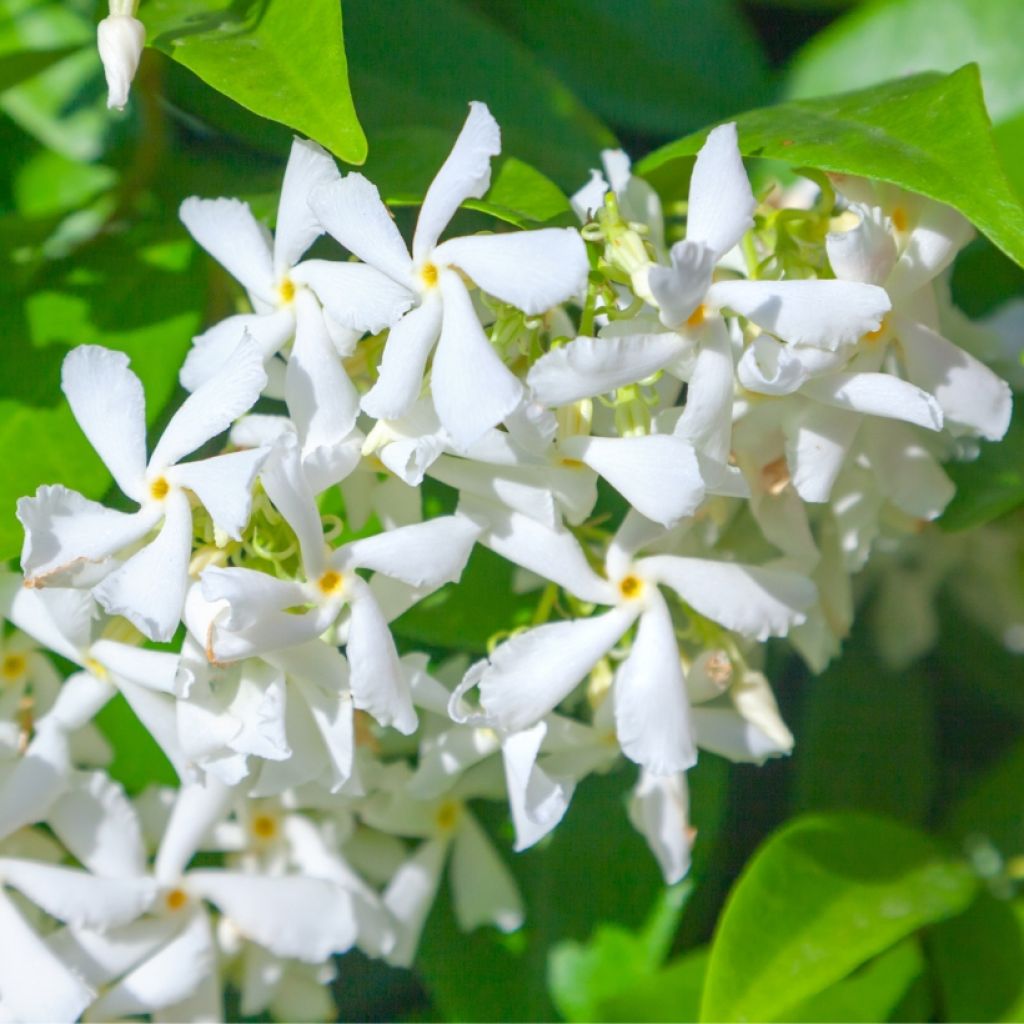 Trachelospermum jasminoides - Toscaanse jasmijn