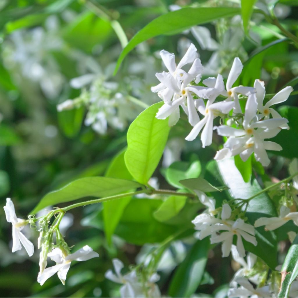 Trachelospermum jasminoides - Toscaanse jasmijn