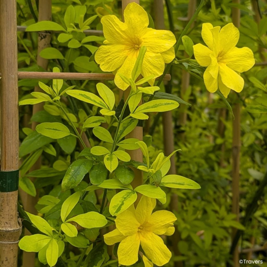 Jasminum mesnyi Goldtouch - Roze jasmijn