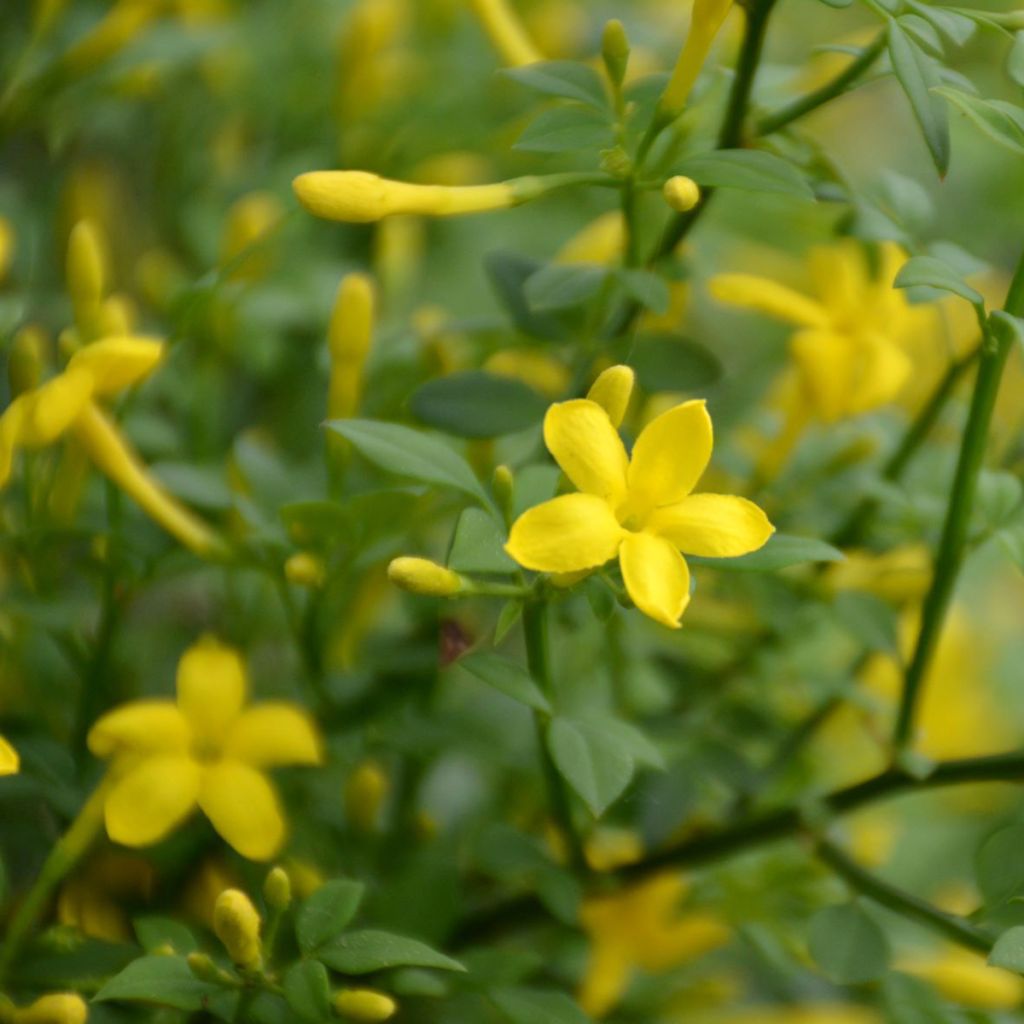 Chrysojasminum fruticans - Struikjasmijn