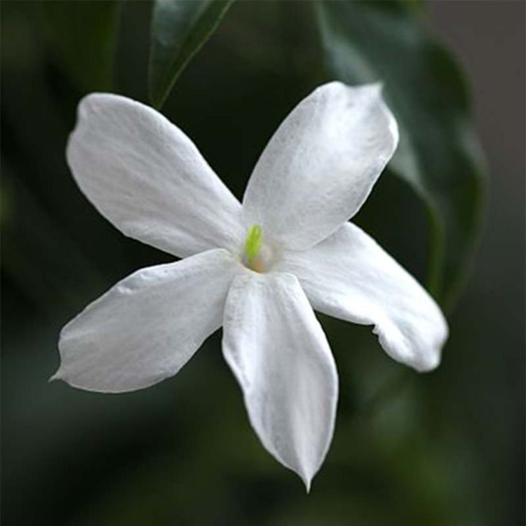 Jasminum officinale - Jasmijn