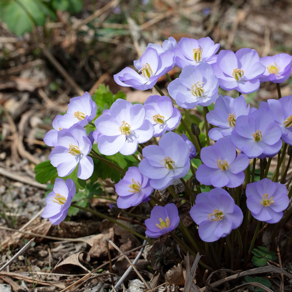 Jeffersonia dubia - Schildblad