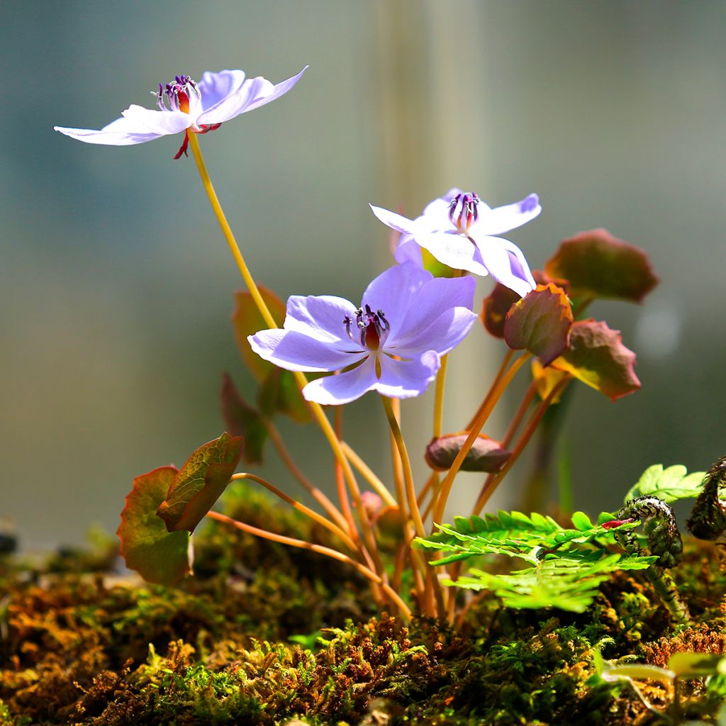 Jeffersonia dubia - Schildblad