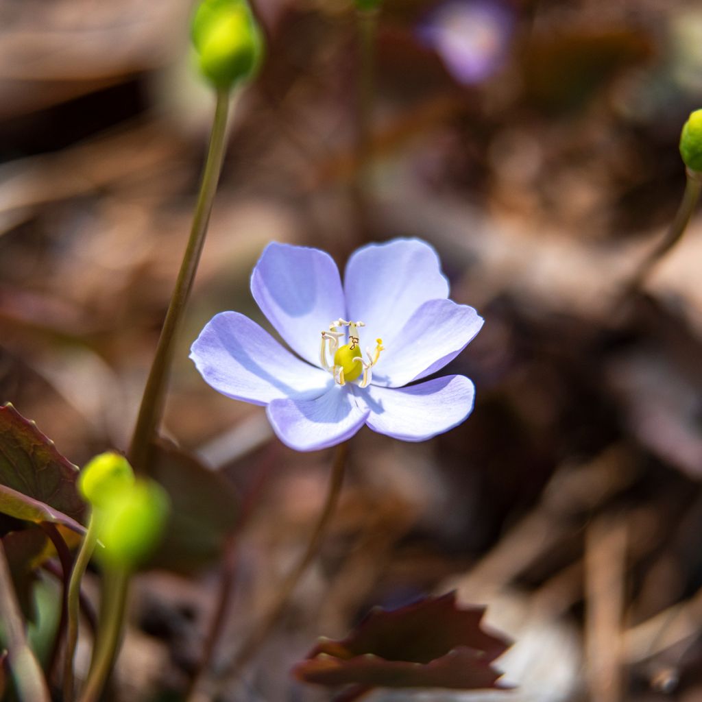 Jeffersonia dubia - Schildblad