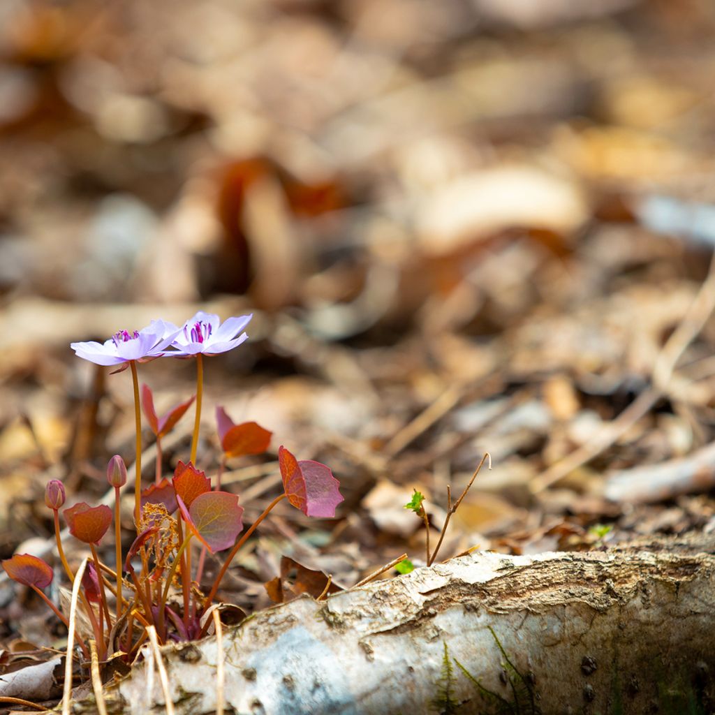 Jeffersonia dubia - Schildblad