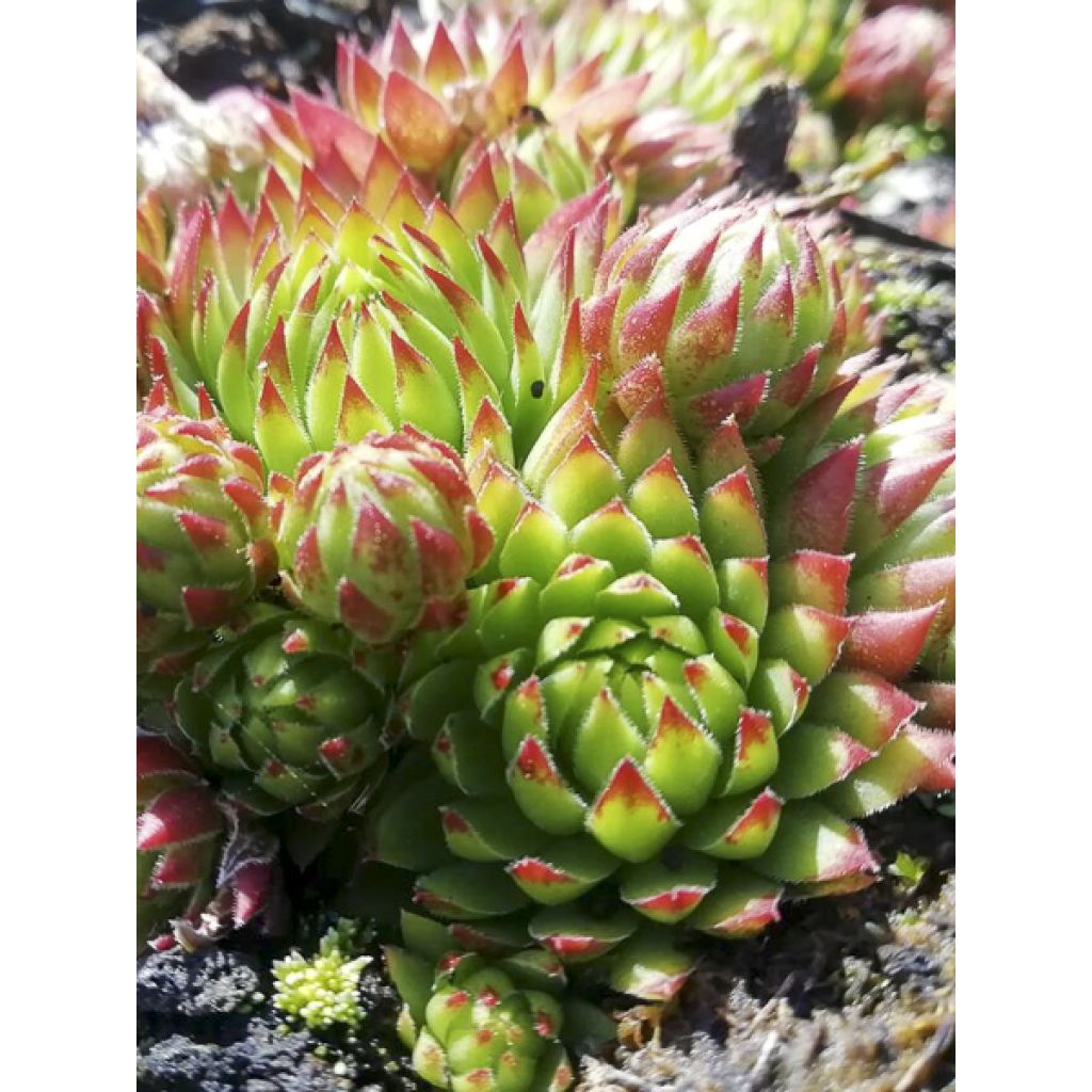 Jovibarba sobolifera Green Globe - Joubarbe, Barbe de Jupiter