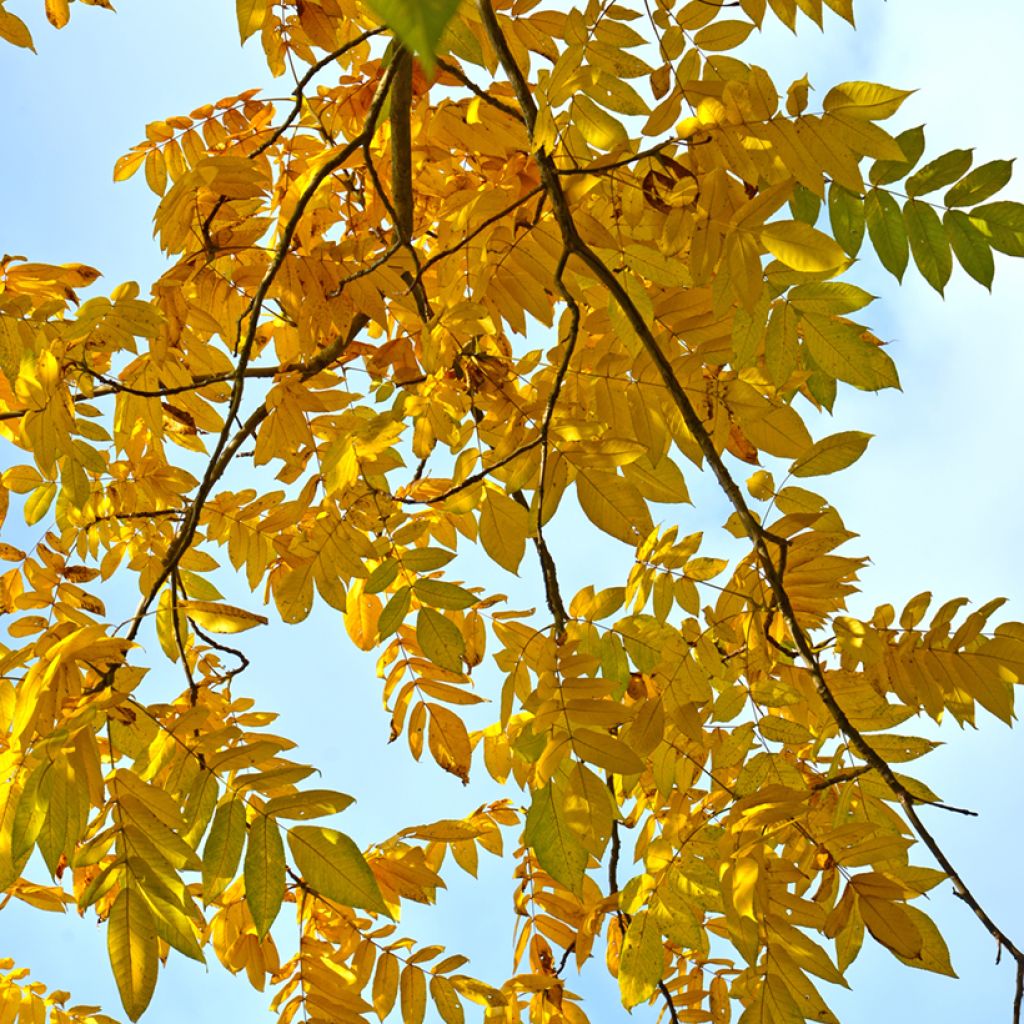 Grijze walnoot - Juglans cinerea