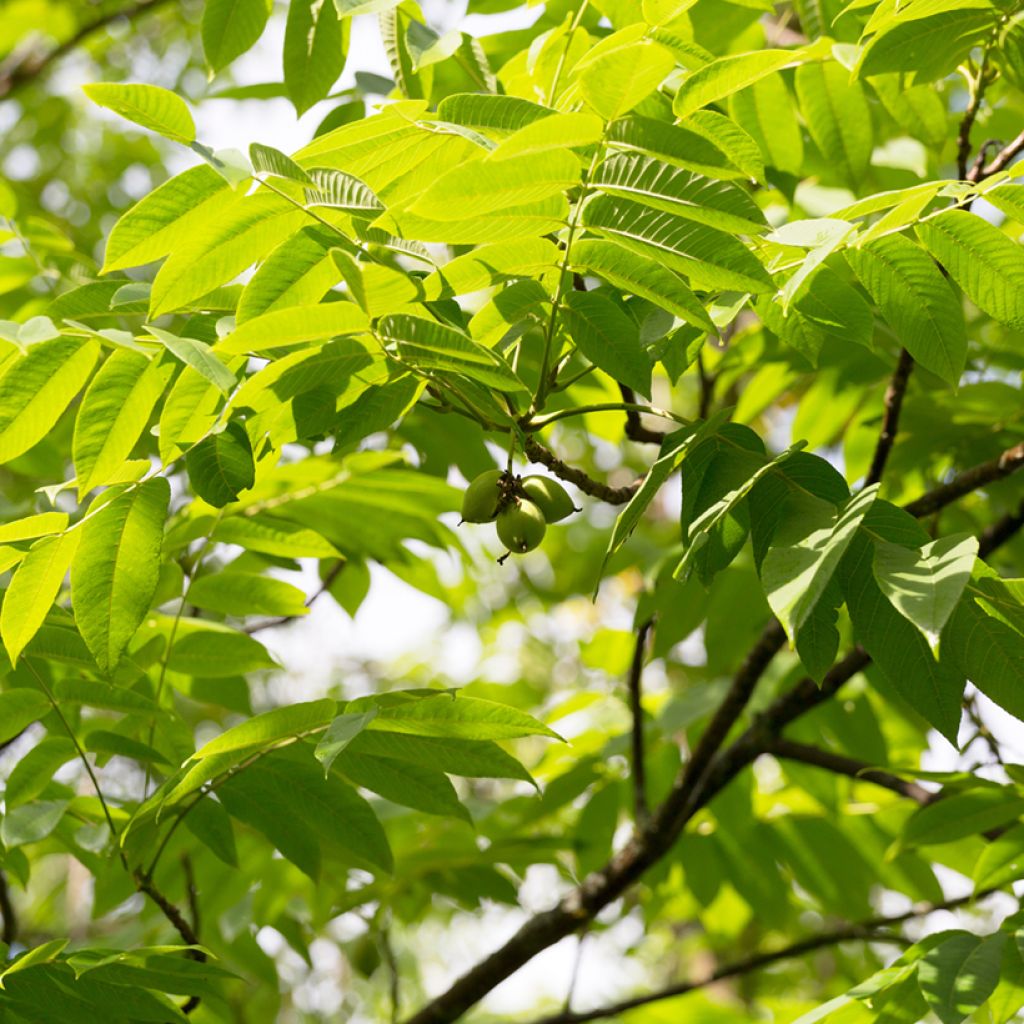 Grijze walnoot - Juglans cinerea