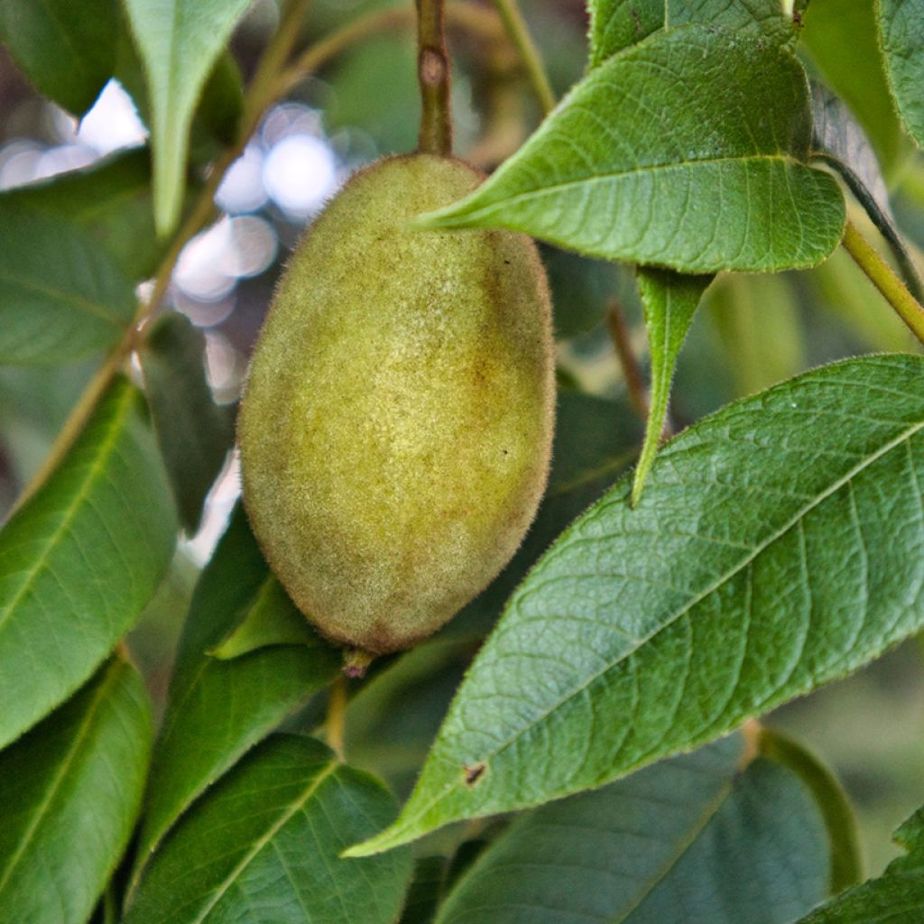 Grijze walnoot - Juglans cinerea