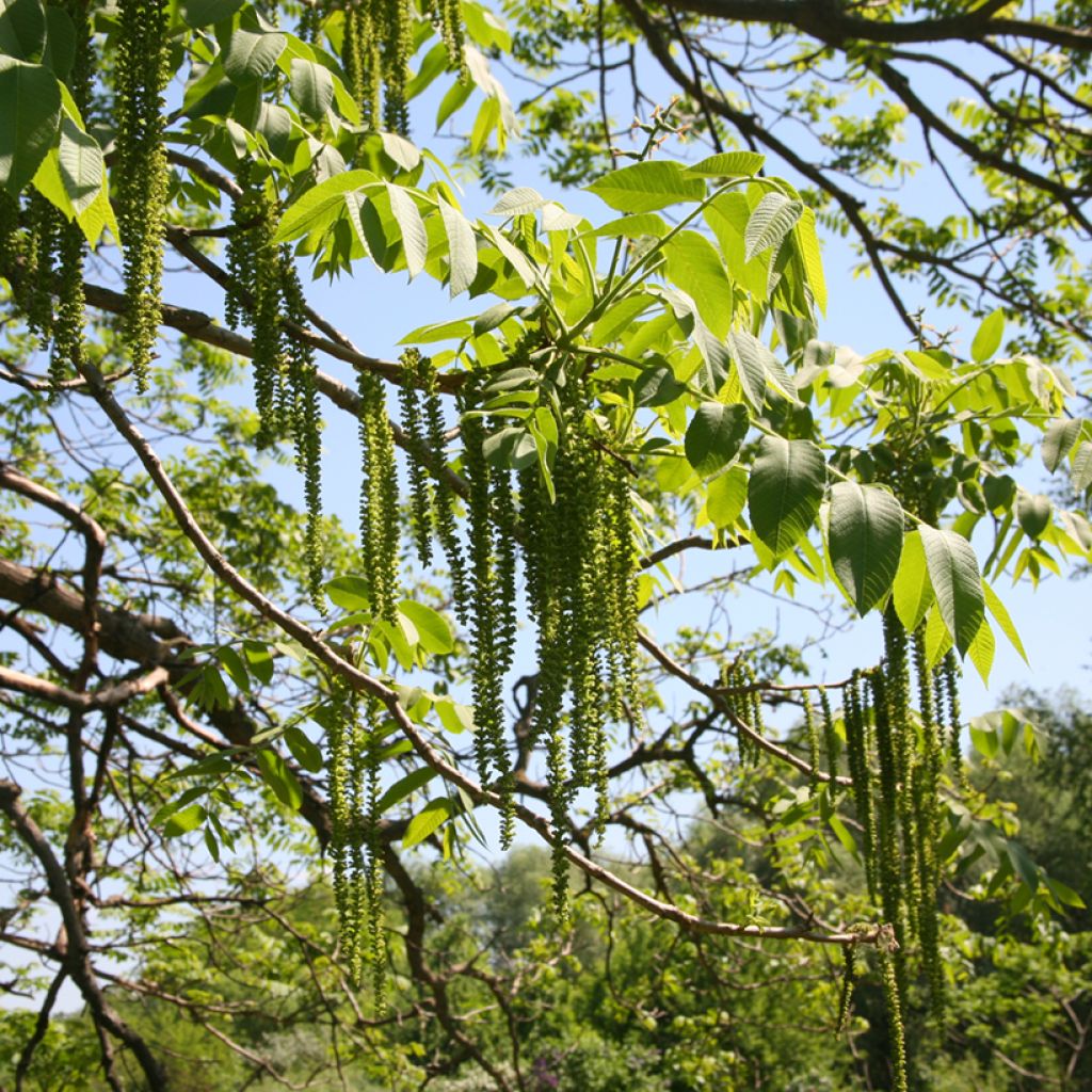 Grijze walnoot - Juglans cinerea