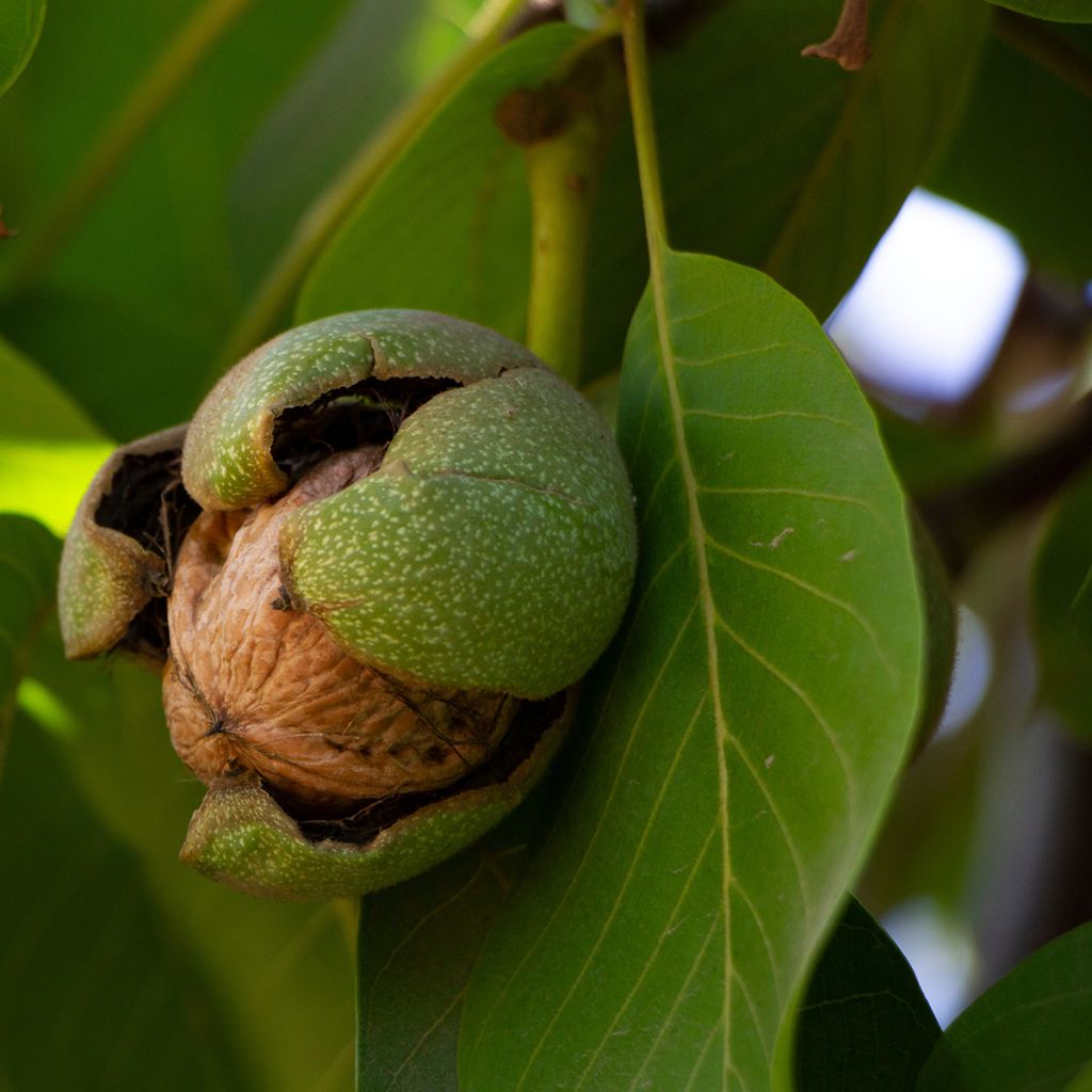 Walnoot Bijou