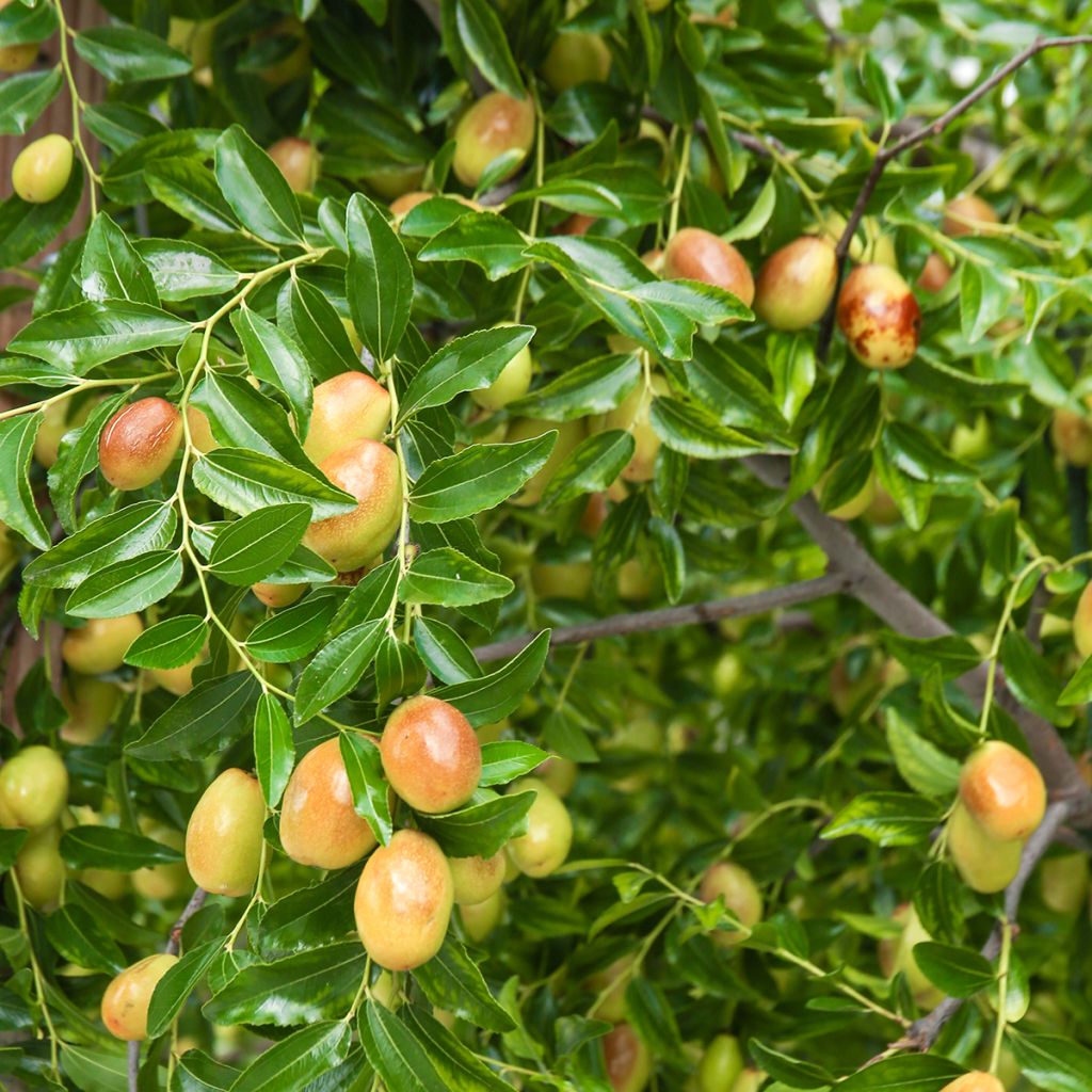 Chinese dadelboom Meimizao