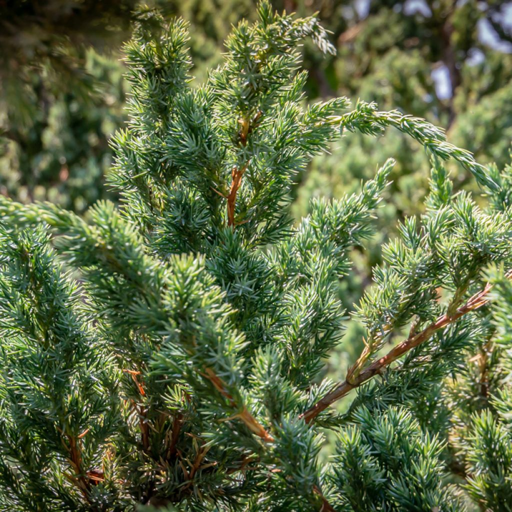 Juniperus squamata Blue Carpet - Himalaya jeneverbes