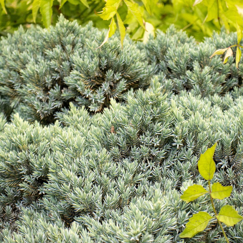 Juniperus squamata Blue Star - Himalaya jeneverbes