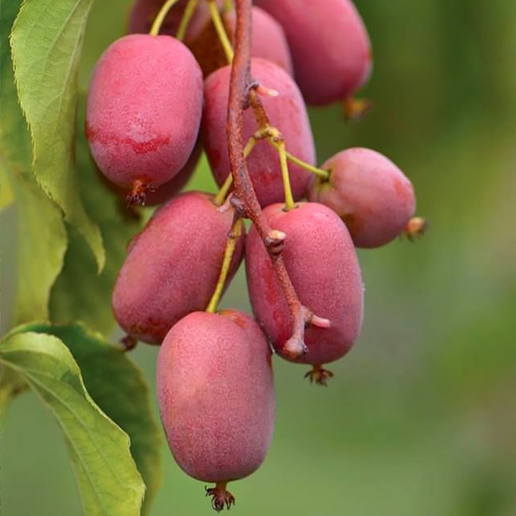 Kiwibes - Actinidia arguta Pink Jumbo (vrouwelijk)