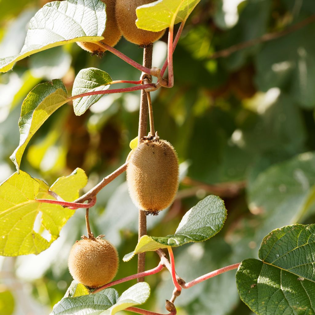 Kiwi - Actinidia deliciosa Petit Homme (vrouwelijk)