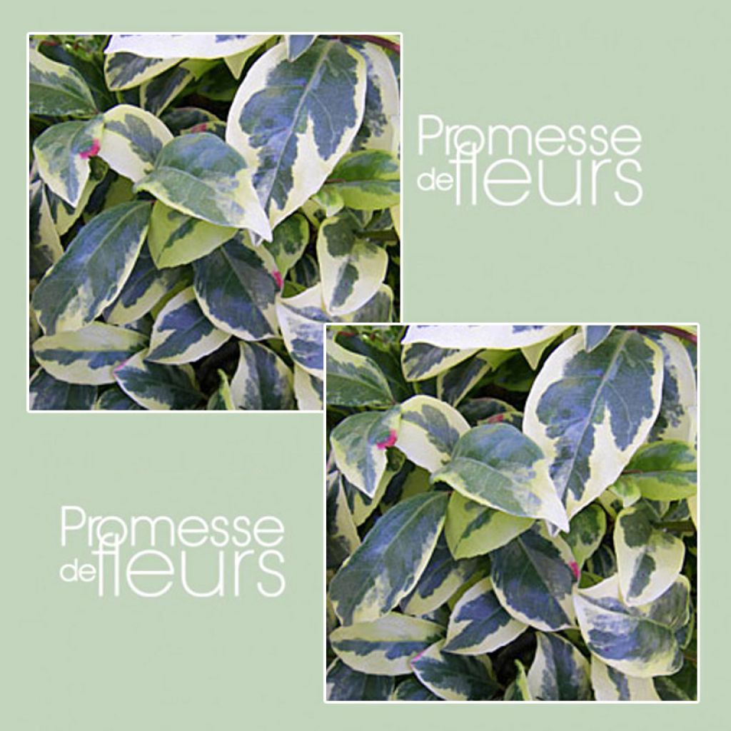 Kadsura japonica Fukurin - Kadsura du Japon Fukurin