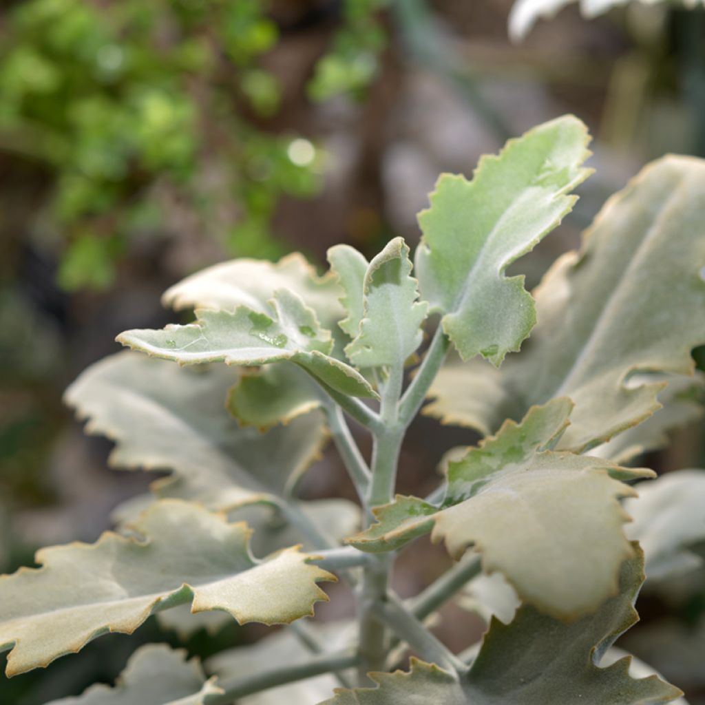 Kalanchoë beharensis Silver Shadow - Flambo plant