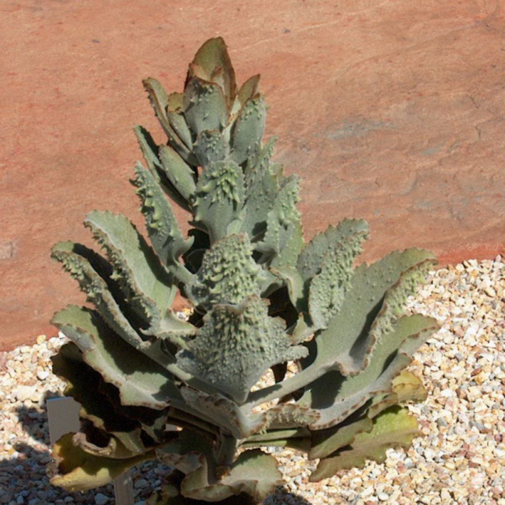 Kalanchoë beharensis Fang - Flambo plant