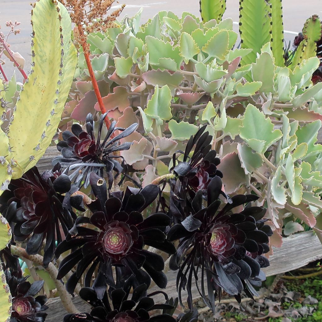 Kalanchoë Oak Leaf - Flambo plant