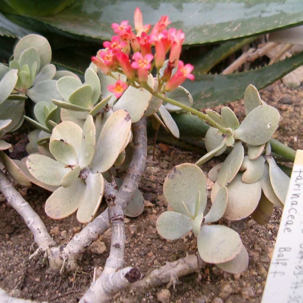 Kalanchoë farinacea - Flambo plant