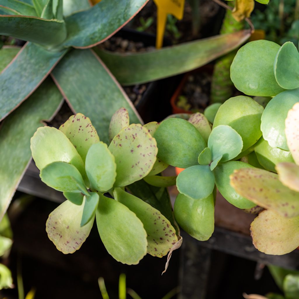 Kalanchoe marmorata - Marmerplant