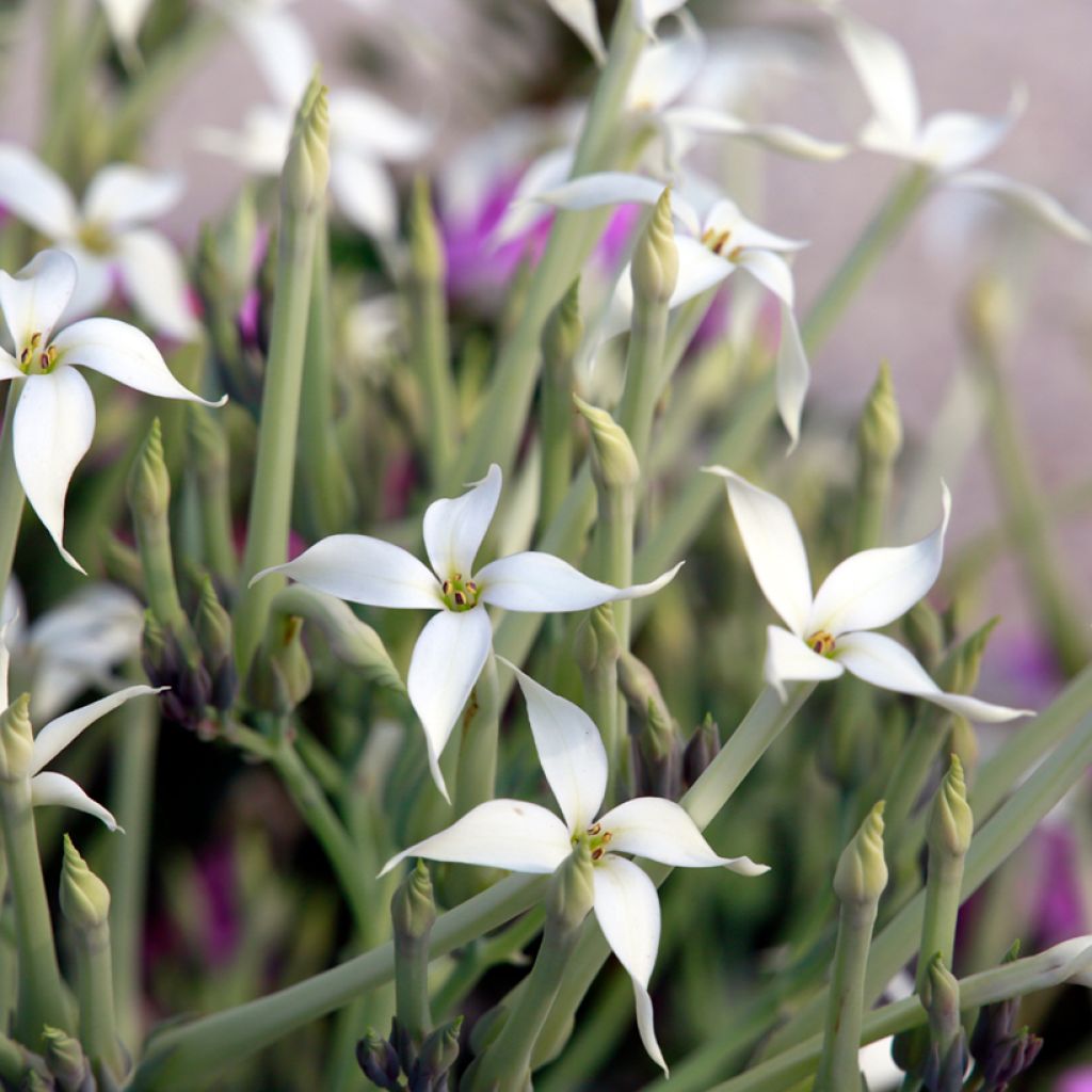 Kalanchoe marmorata - Marmerplant