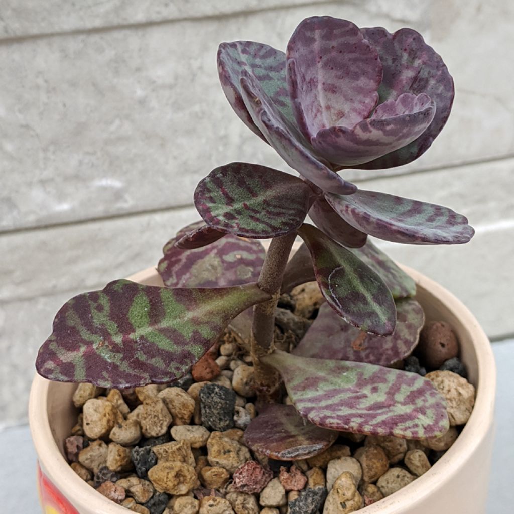 Kalanchoe marmorata - Marmerplant