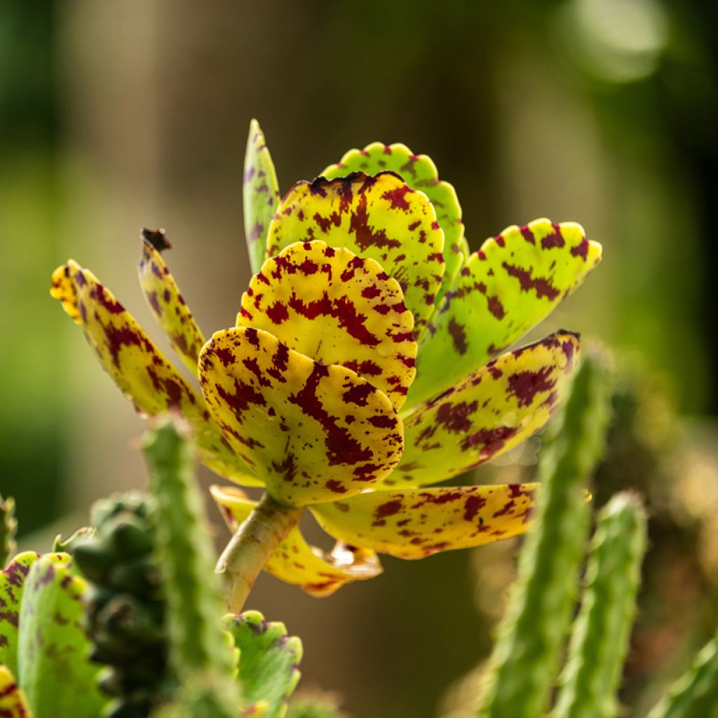 Kalanchoe marmorata - Marmerplant