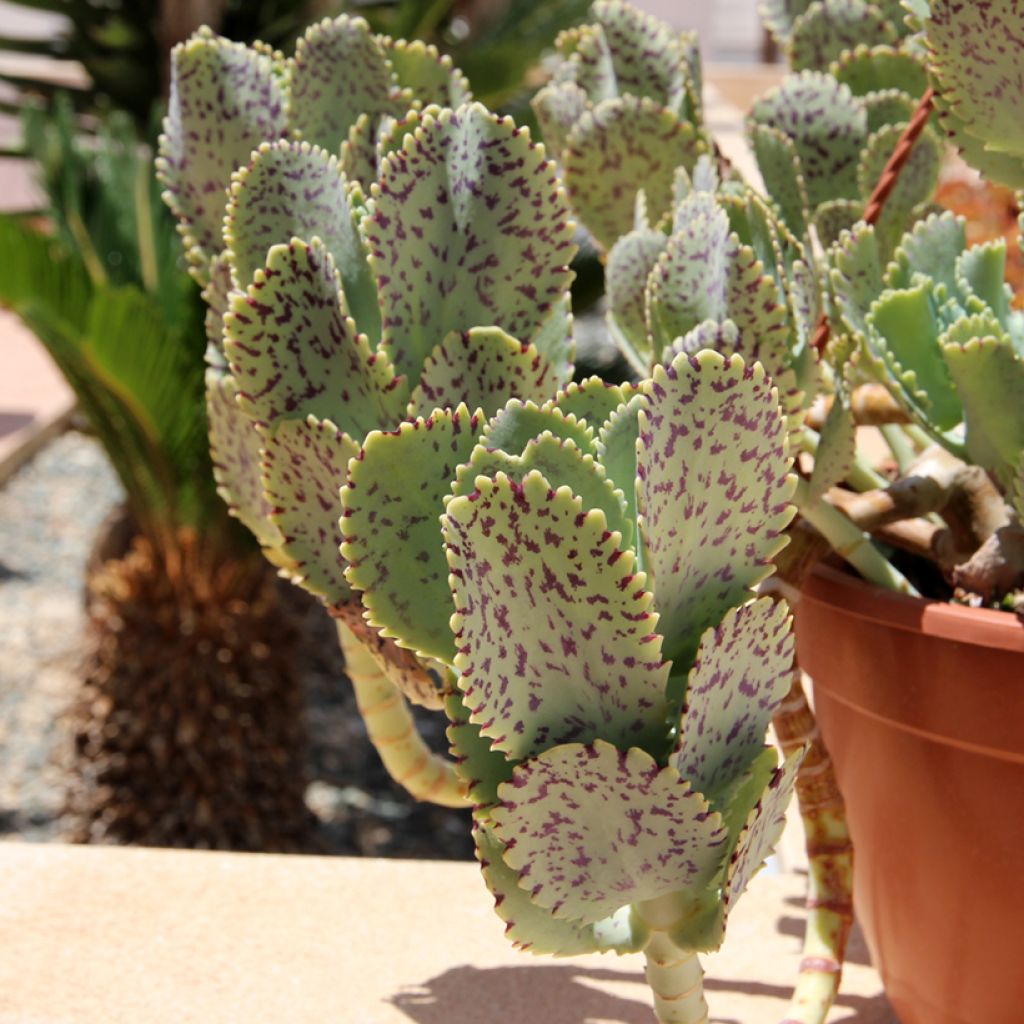 Kalanchoe marmorata - Marmerplant
