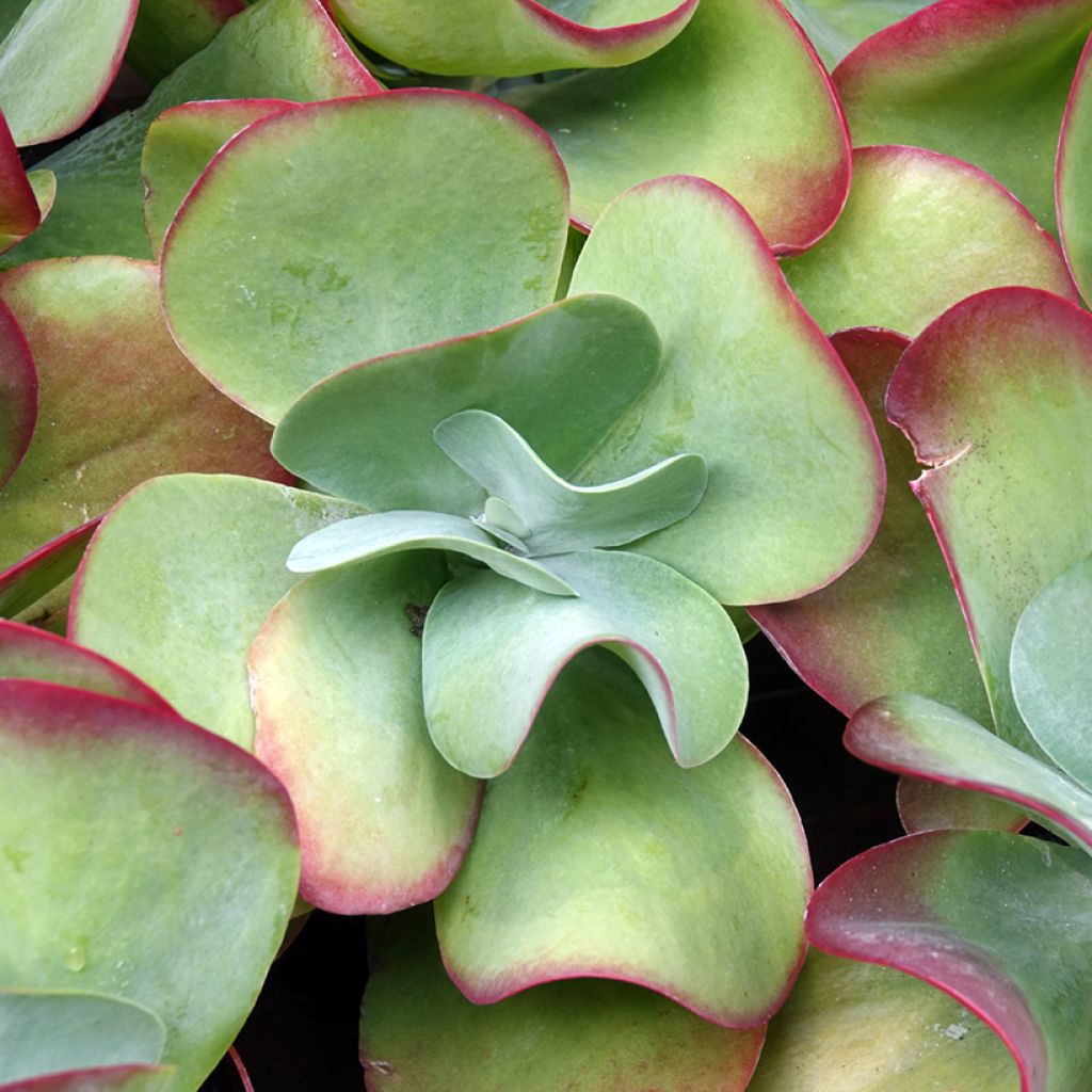 Kalanchoe thyrsiflora - Woestijnroos