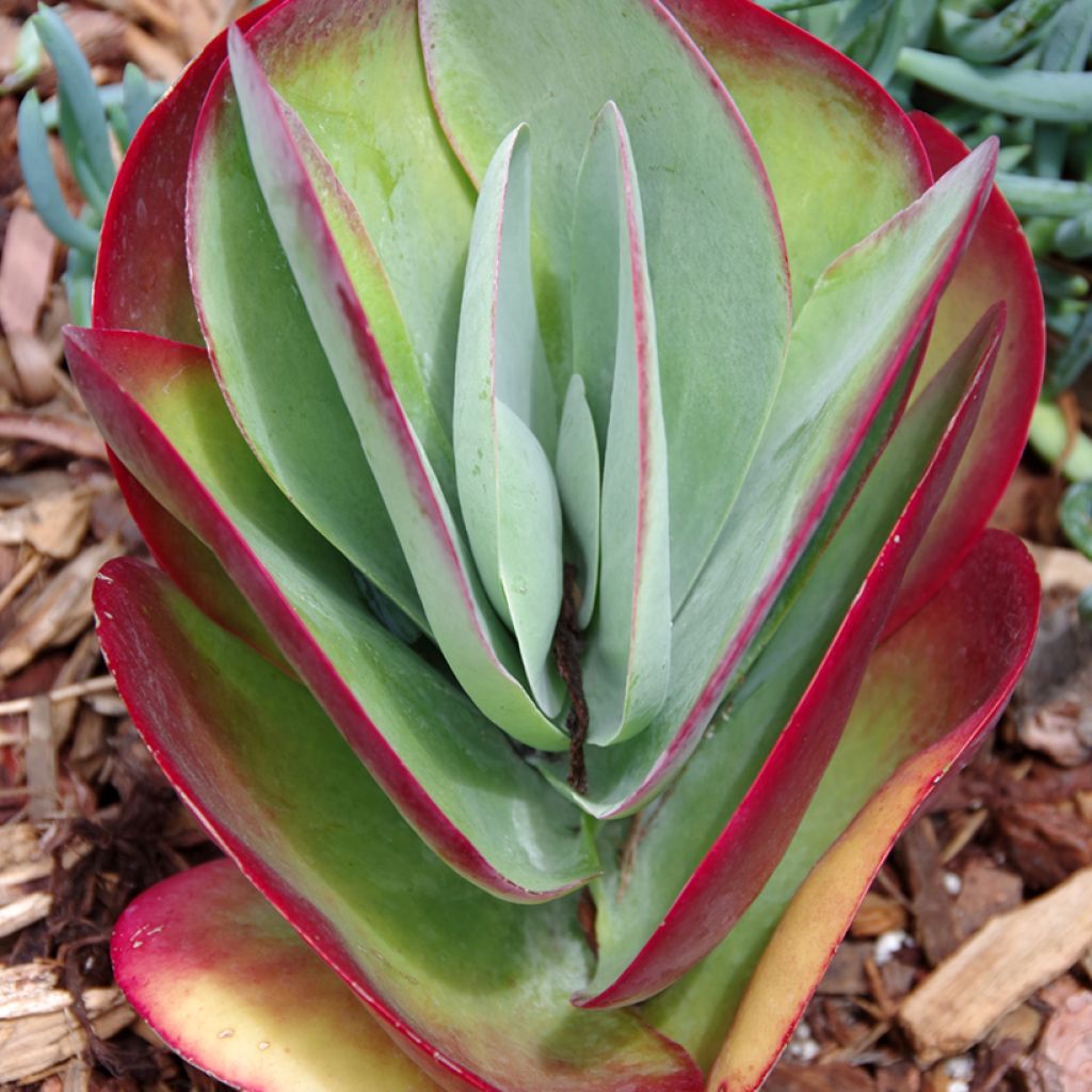 Kalanchoe thyrsiflora - Woestijnroos