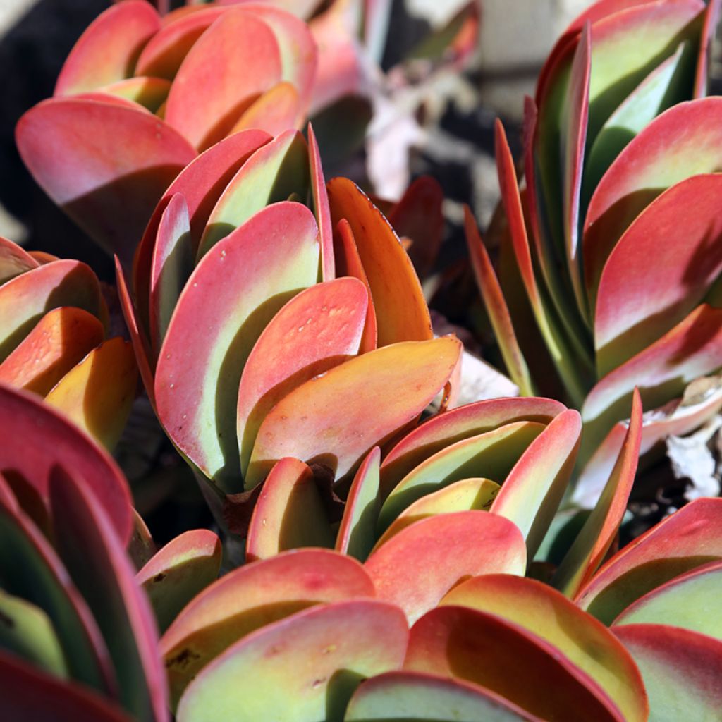 Kalanchoe thyrsiflora - Woestijnroos