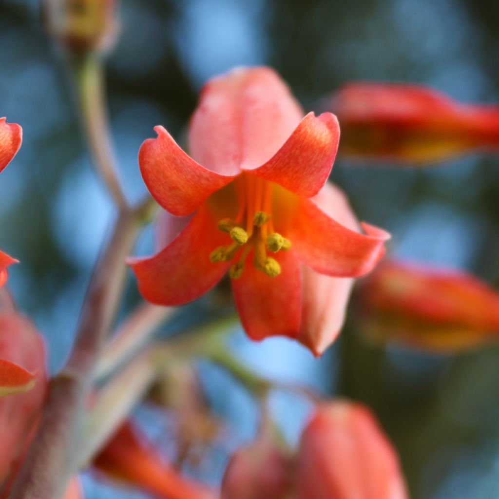 Kalanchoe thyrsiflora - Woestijnroos
