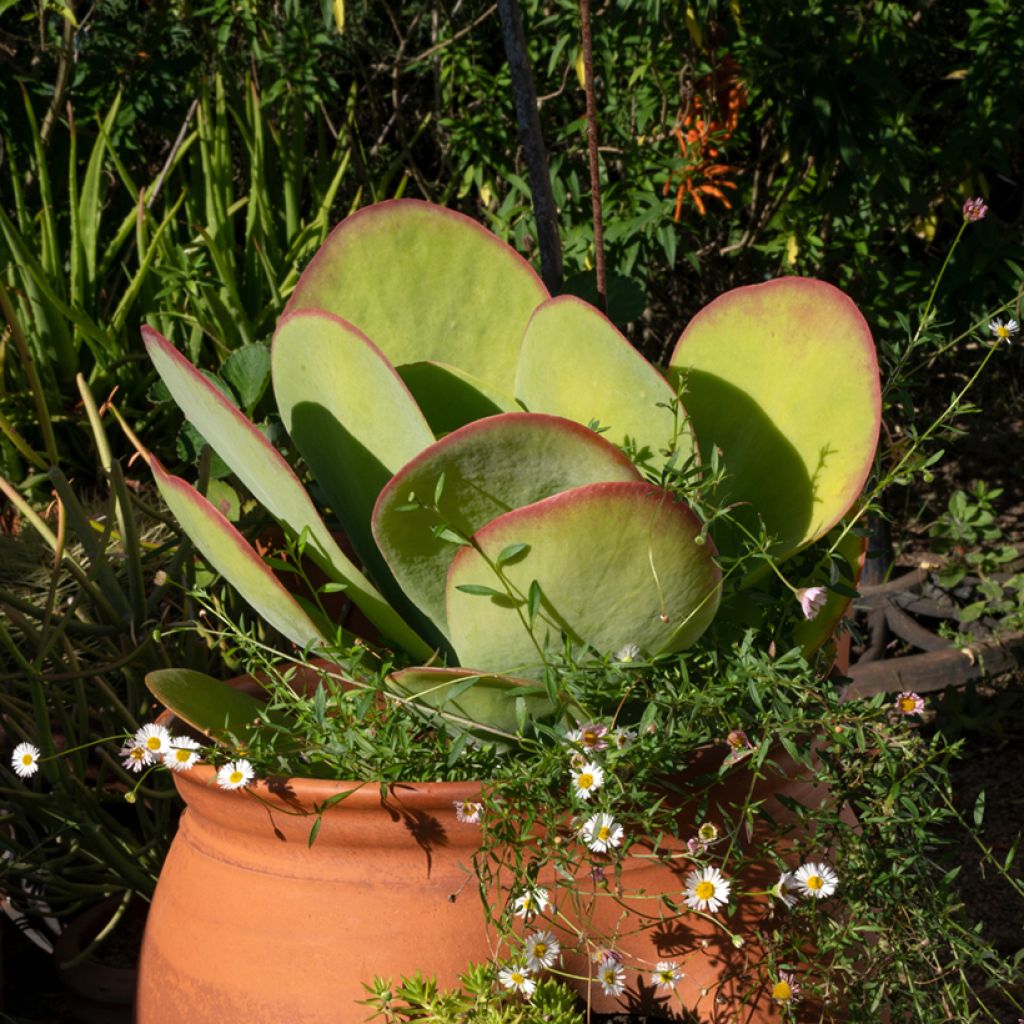 Kalanchoe thyrsiflora - Woestijnroos