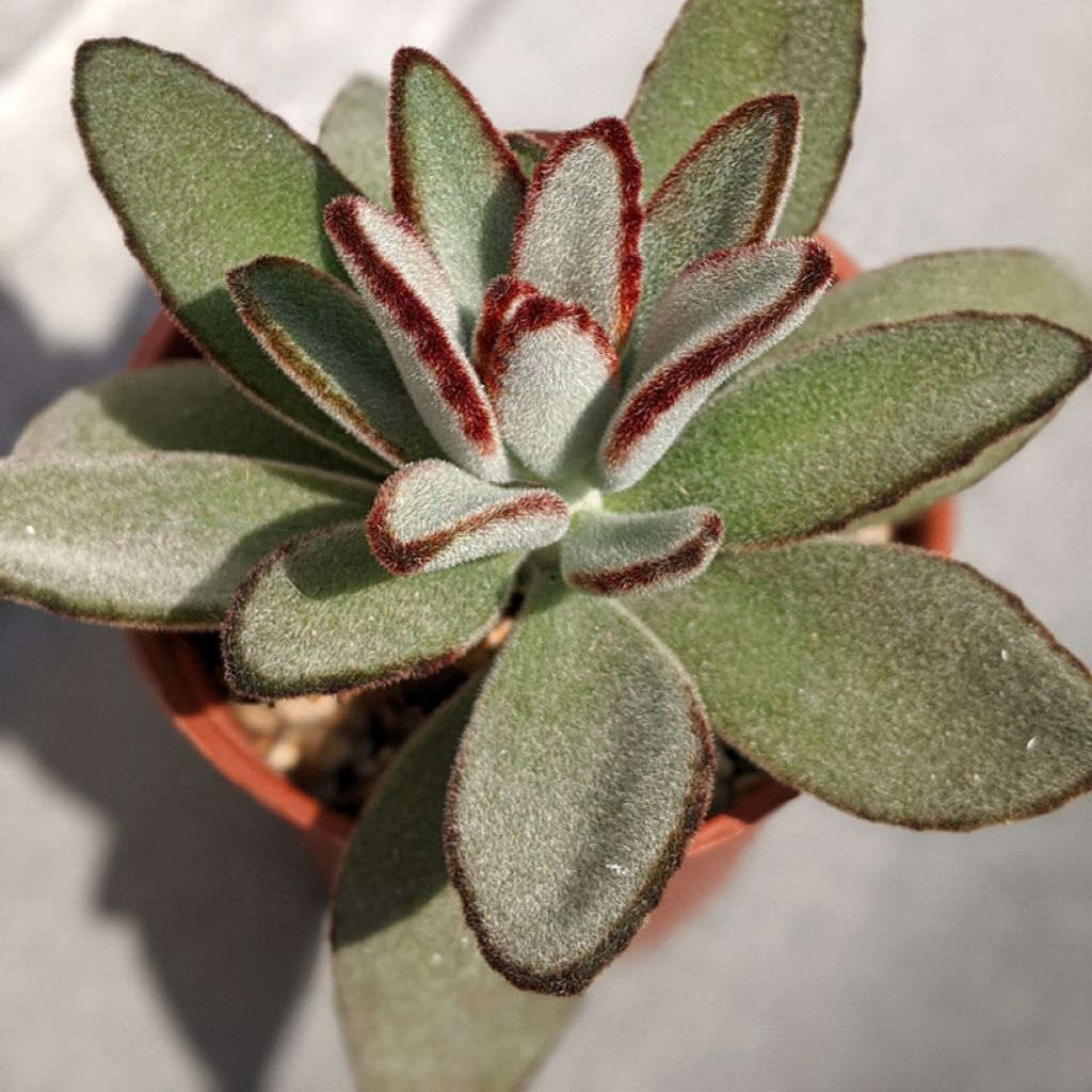 Kalanchoe tomentosa - Pandaplant