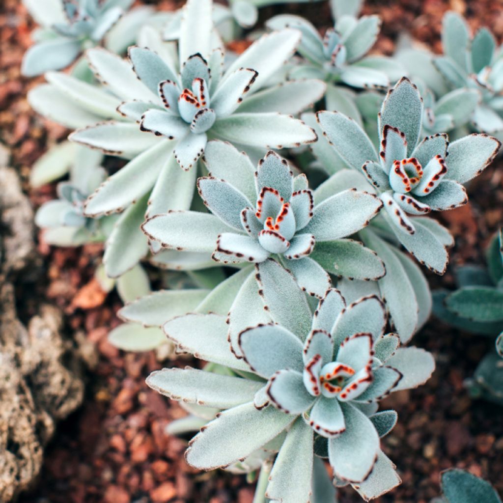 Kalanchoe tomentosa - Pandaplant