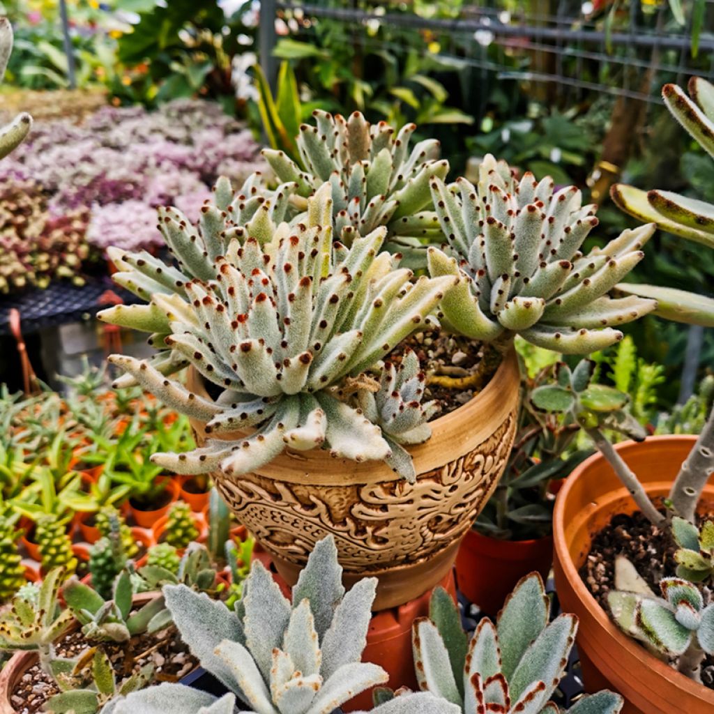 Kalanchoe tomentosa - Pandaplant