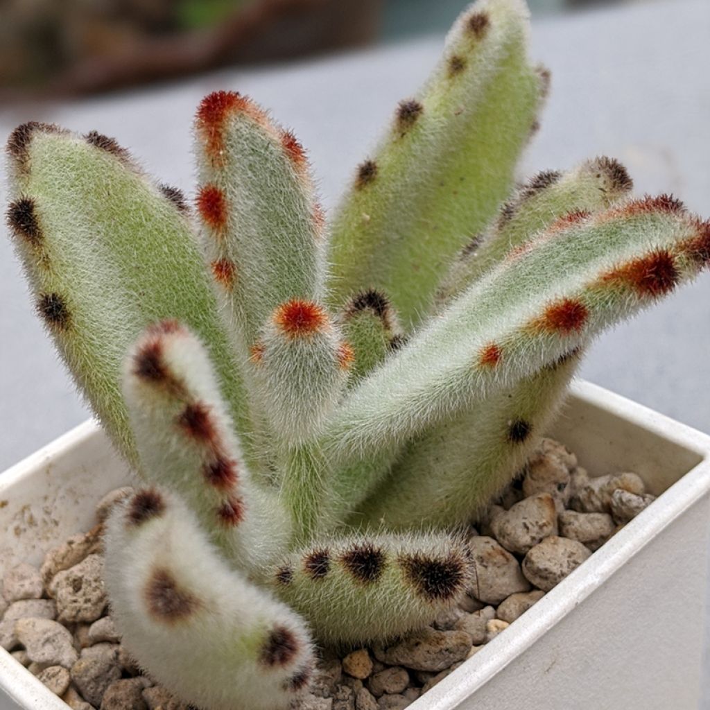 Kalanchoe tomentosa - Pandaplant