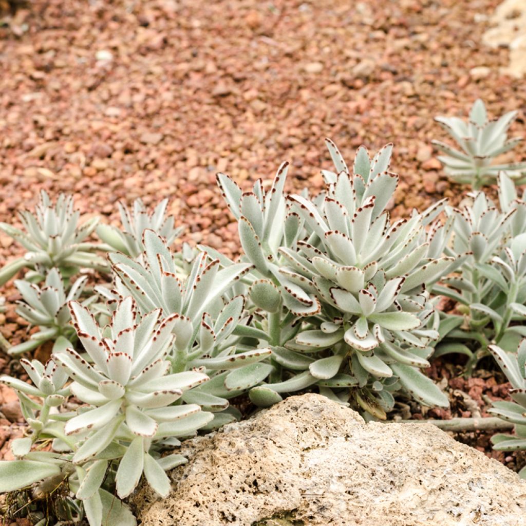 Kalanchoe tomentosa - Pandaplant
