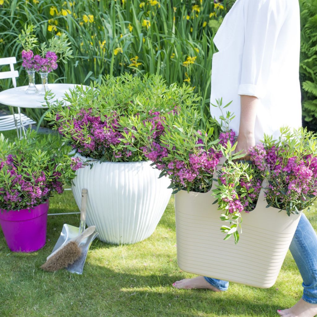 Kalmia angustifolia Rubra - Smalbladige lepelboom