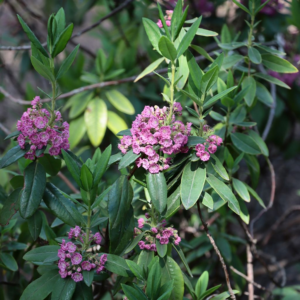 Kalmia angustifolia Rubra - Smalbladige lepelboom