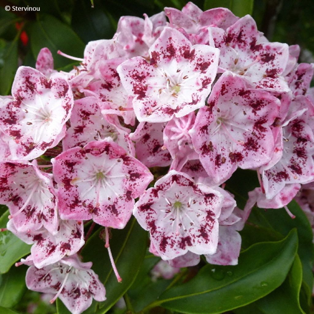 Kalmia latifolia Ideal - Lepeltjesboom