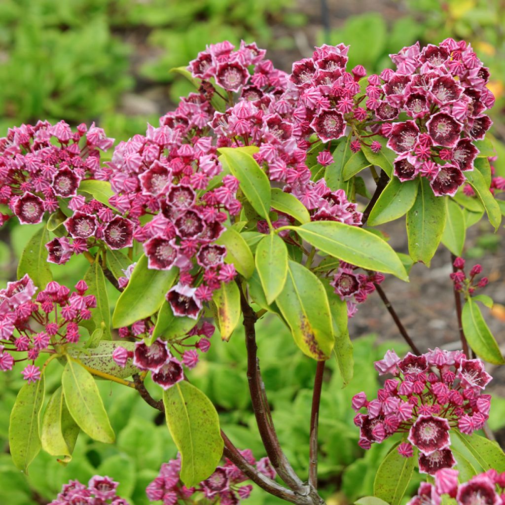 Kalmia latifolia Latchmin - Lepeltjesboom