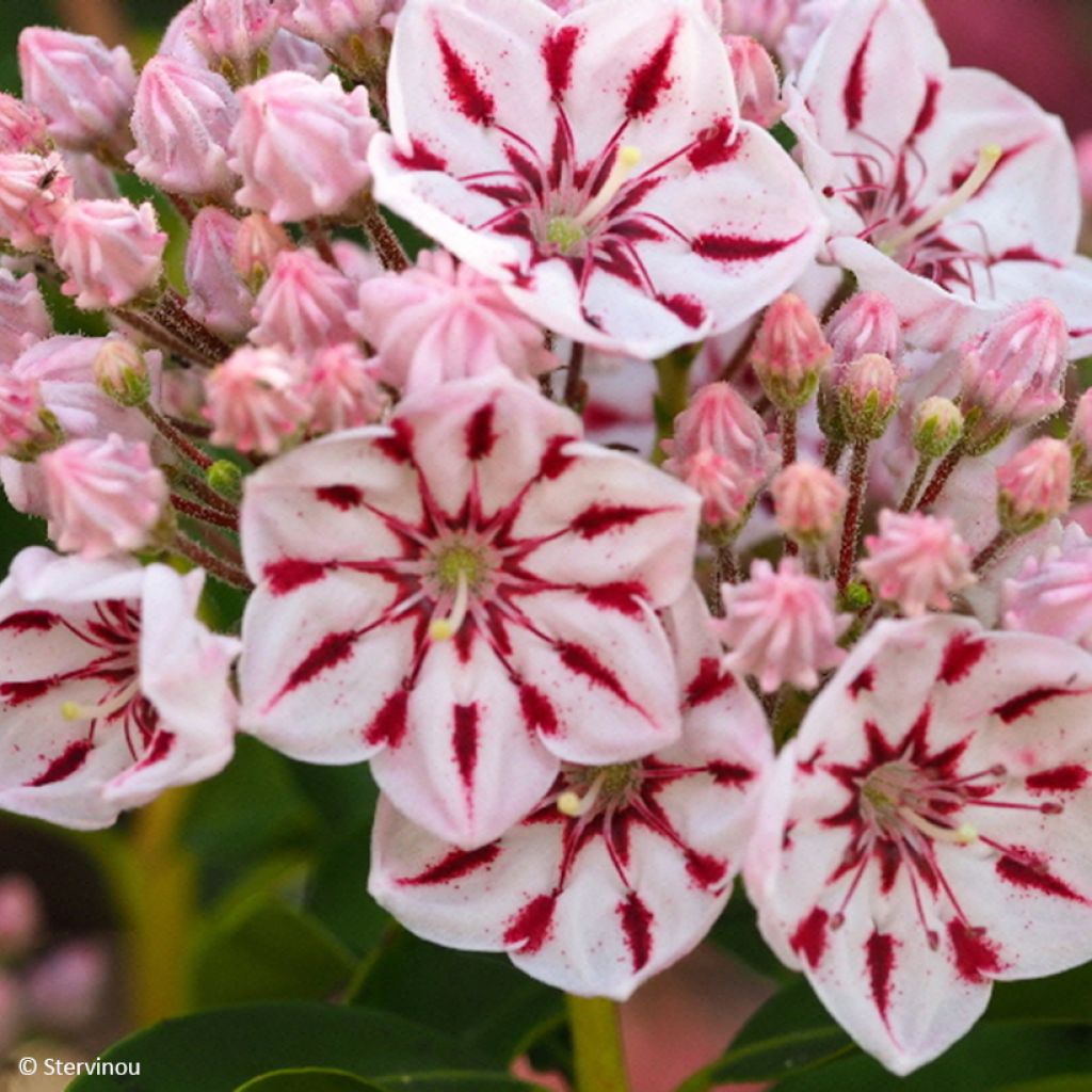Kalmia latifolia Windmill - Lepeltjesboom