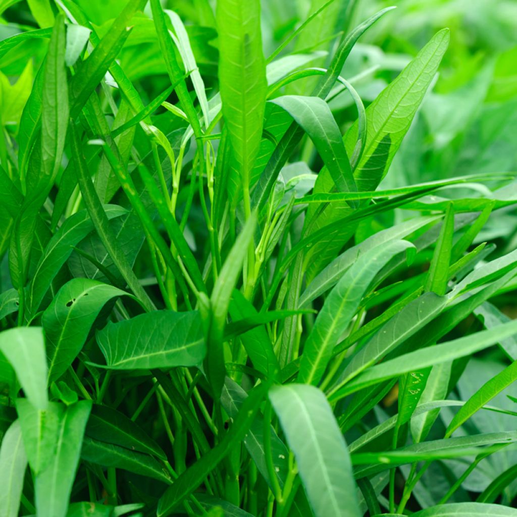 Waterspinazie Kangkong Ferme de Sainte Marthe - Ipomoea aquatica