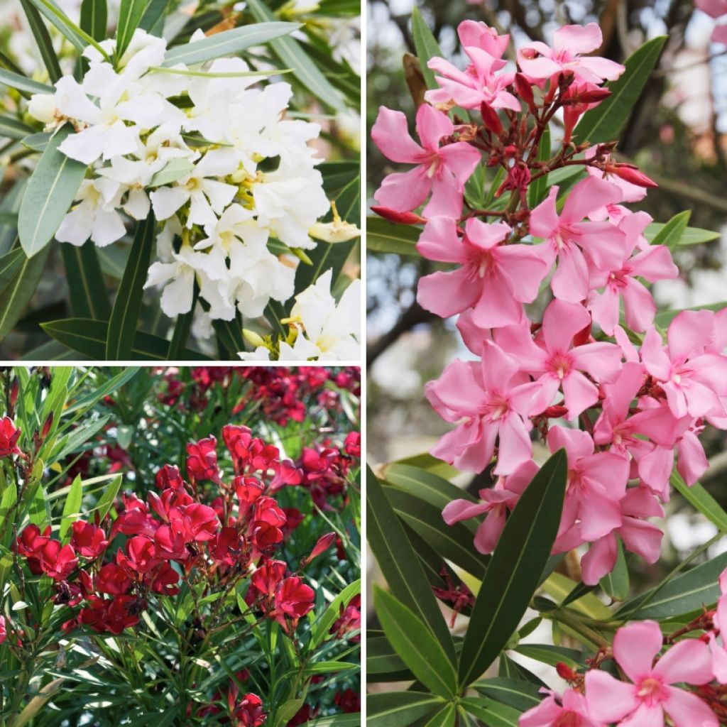 Haagpakket Oleanders 5m